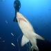 shark_tiger_sand_spar_v_0298_nca0626.jpg